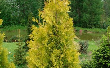 Thuja occidentalis Yellow Ribon C3